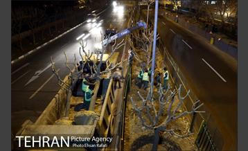 ​جا به جایی درختان گیشا به دلیل ساخت زیرگذر 20