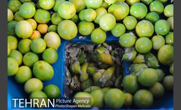 بازار میوه تربار مرکزی 21