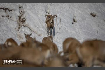 حیات وحش تهران  24