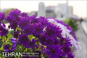 گل آرایی پل سیدخندان 6