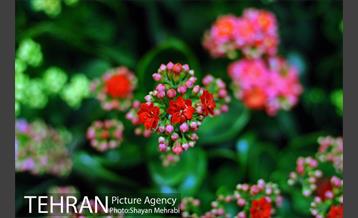 هشتمین نمایشگاه گل و گیاه تهران 2