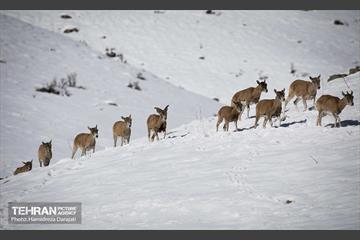 حیات وحش تهران  12