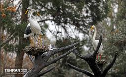 بارش برف در تهران 22