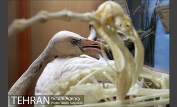 موزه آثار طبیعی و حیات وحش هفت چنار 3