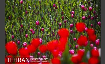 رویش گل های لاله در باغ ایرانی 14