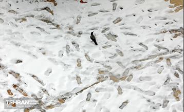 تهران برفی از نمای برج میلاد 54