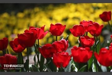 باغ ایرانی میزبان لاله‌ها 9
