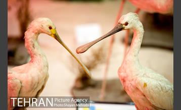 موزه طبیعت و حیات وحش دارآباد تهران 11