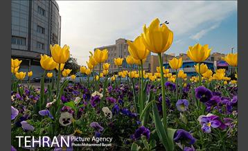 لاله آرایی در منطقه 20