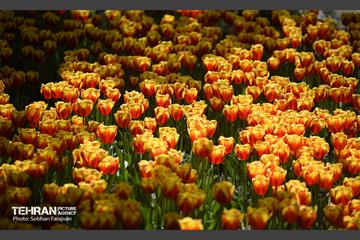 رویش لاله‌ها در باغ ایرانی 22