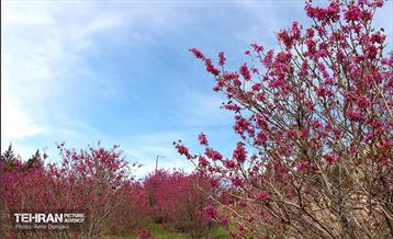 بهار ارغوانی 11