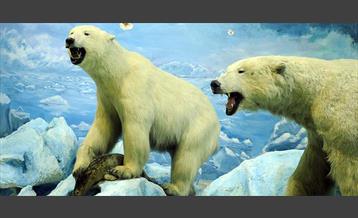 موزه حیات وحش پردیسان 44