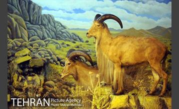 موزه حیات وحش پردیسان 11