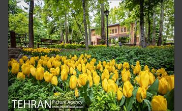 لاله های باغ ایرانی 26