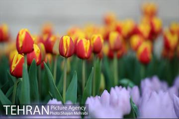 پیاده راه لاله مادران 46