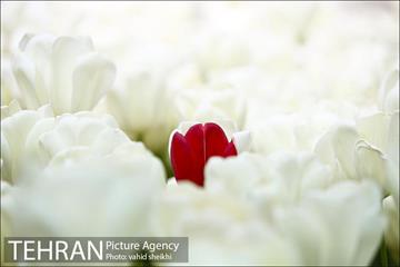 پیاده راه لاله برای مادران 22