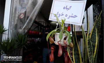 بازار گل محلاتی  46