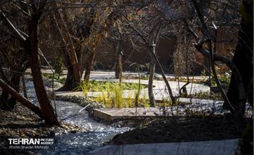 باغ گلاریس 4