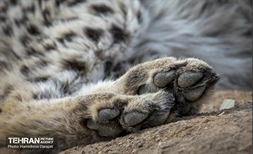 پیروز؛ پسر ایران 12