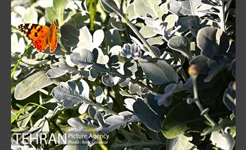 پرواز پروانه ها در شهر 2