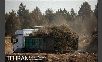 تولید کود کمپوست در پارک جنگلی آزادشهر 22