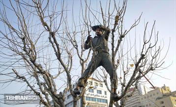 هرس درختان در منطقه 5