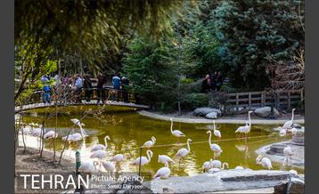 باغ پرندگان 17