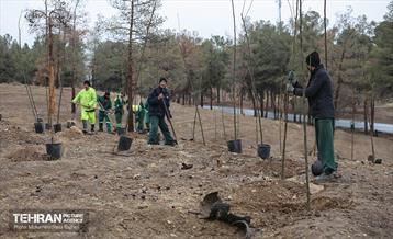 آغاز کاشت ۲۵ هزار اصله نهال غیرمثمر در بوستان چیتگر 1