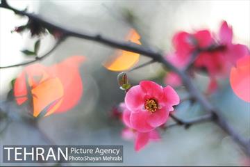 شکوفه های بهاری در پایتخت 17
