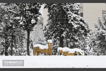 صبح آدینه برفی  36