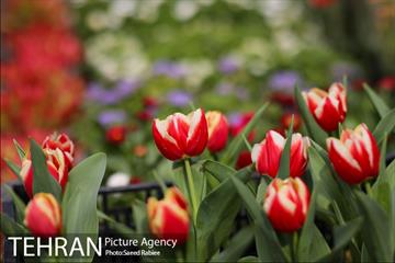 بازار گل و گیاه غرب تهران در آستانه نوروز 23