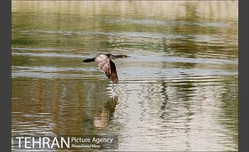 حضور پرندگان مهاجر در تهران 14