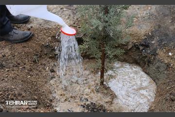 آغاز کاشت ۲۵ هزار اصله نهال غیرمثمر در بوستان چیتگر 11