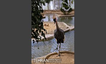 جشن تولد جوجه درنای تاج خاکستری آفریقایی 12