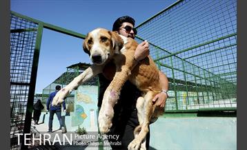 نقاهتگاه سگ های بدون صاحب واقع در آراد کوه 43