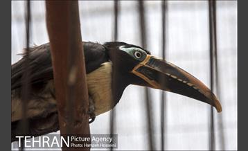 باغ پرندگان تهران 26