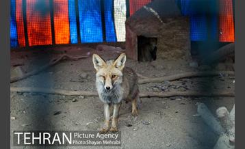 موزه طبیعت و حیات وحش دارآباد تهران 1