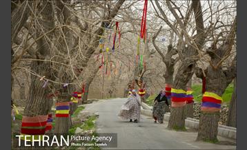 آرایش درختان کهنسال توت در محله کن 21