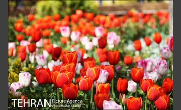 لاله های باغ راه فدک  15