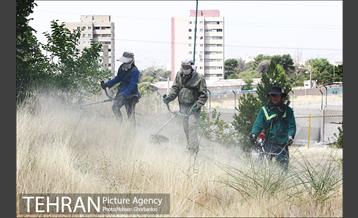علف زنی بوستانهای تهران برای مقابله با آتش سوزی 8