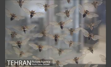 موزه طبیعت و حیات وحش ایران دارآباد‎ 16