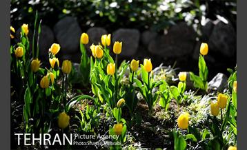 رویش گل های لاله در باغ ایرانی 5