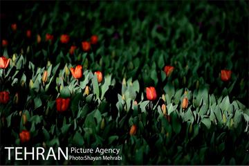 پیاده راه لاله مادران 9
