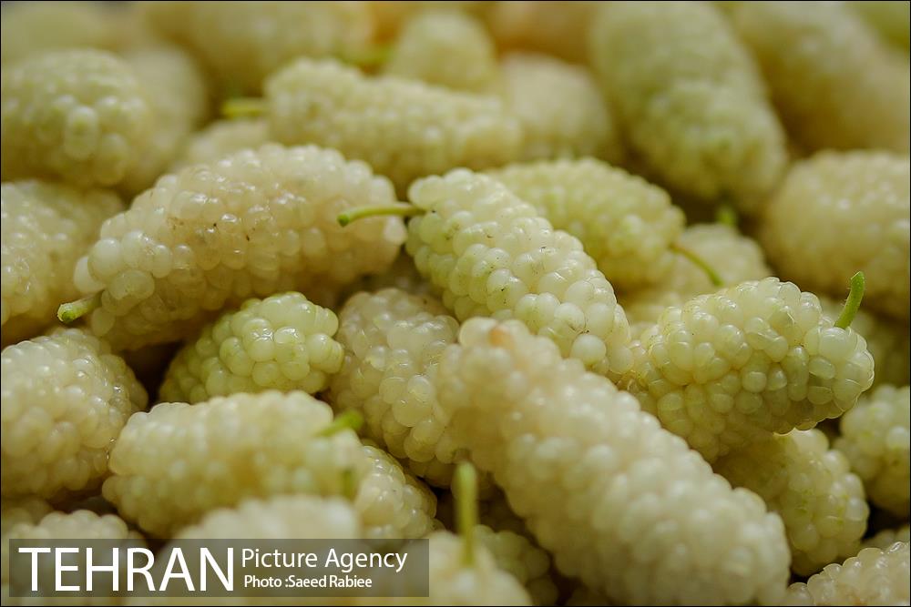 سومین دوره جشنواره توت کن 4