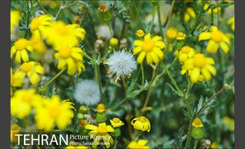 طبیعت بهاری بوستان سرخه حصار‎ 18