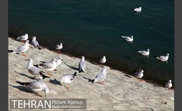 دریاچه شهدای خلیج فارس میزبان کاکاهای مهاجر 10