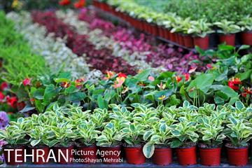 شانزدهمین نمایشگاه بین المللی گل و گیاه تهران - 2 7