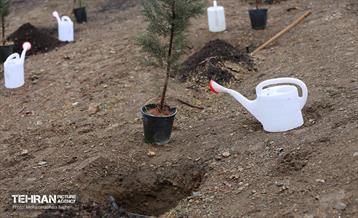 آغاز کاشت ۲۵ هزار اصله نهال غیرمثمر در بوستان چیتگر 18