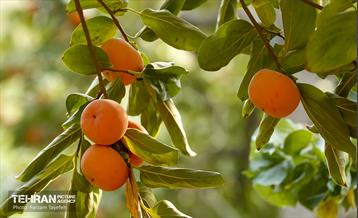 چهارمین جشنواره خرمالوی کن 13