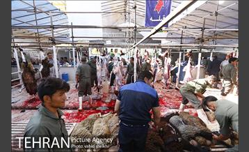 عرضه بهداشتی دام در جایگاه منطقه 2 شهرداری تهران  4